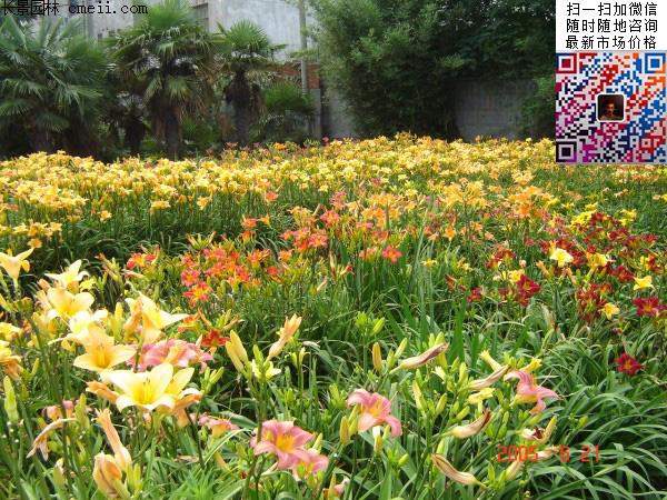 大花萱草價格 大花萱草價格