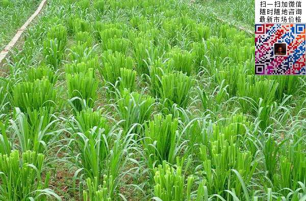 皇竹草圖片 皇竹草圖片