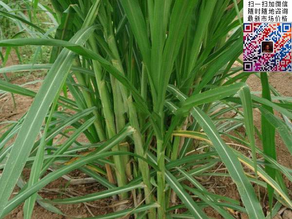 皇竹草圖片 皇竹草圖片