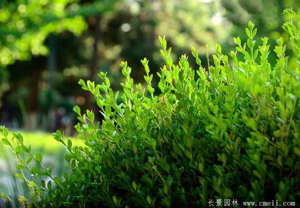小葉黃楊圖片