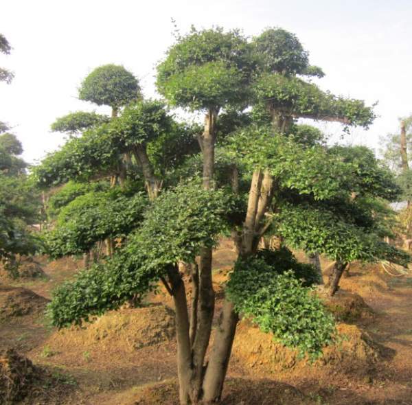 小葉女貞造型樹(shù)圖片 小葉女貞造型樹(shù)圖片