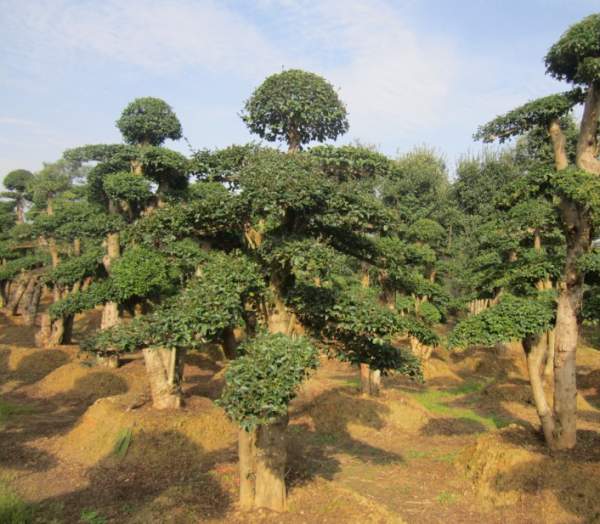 小葉女貞造型樹(shù)圖片 小葉女貞造型樹(shù)圖片