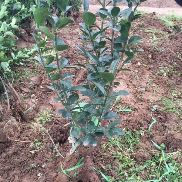 山東大葉黃楊華北大葉黃楊 山東大葉黃楊華北大葉黃楊