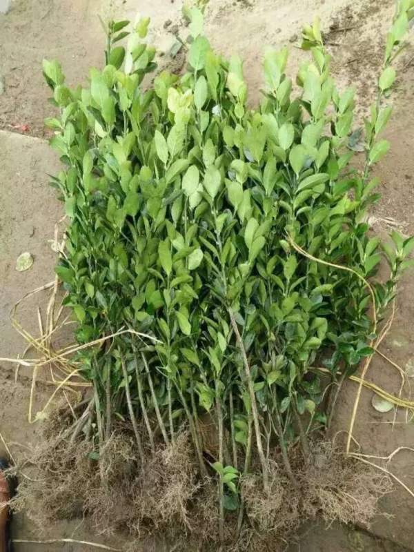 大葉黃楊扦插苗 大葉黃楊扦插苗