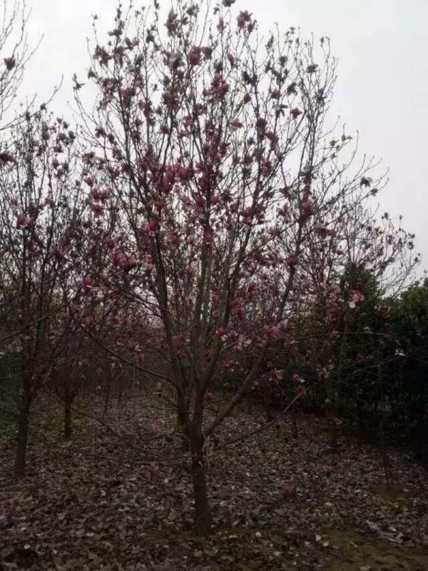 紫玉蘭圖片 紫玉蘭圖片