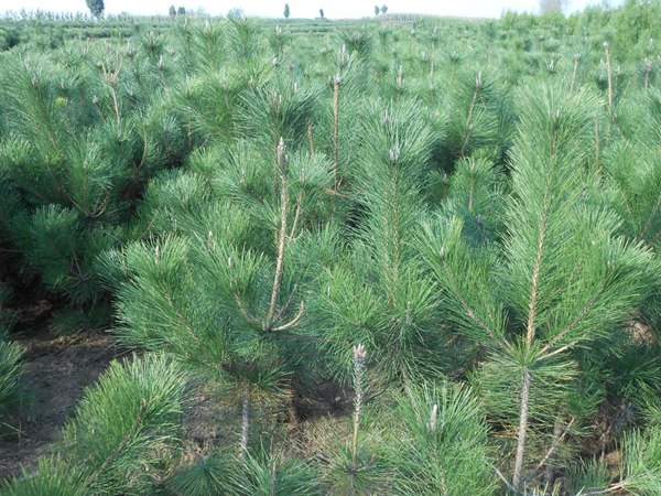 黑松種子什么時候種好,怎么種發芽率高?