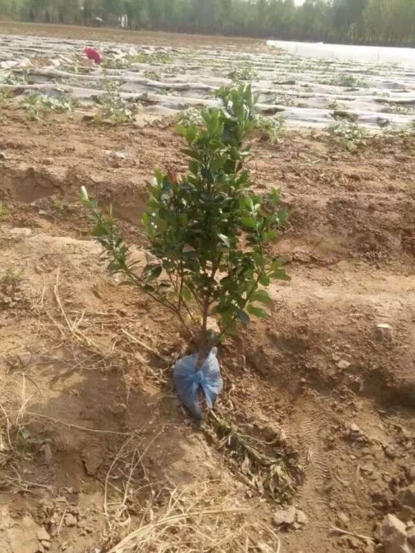 河北大葉黃楊 河北大葉黃楊