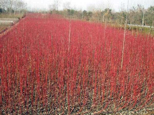 紅瑞木可以用來做綠籬嗎?