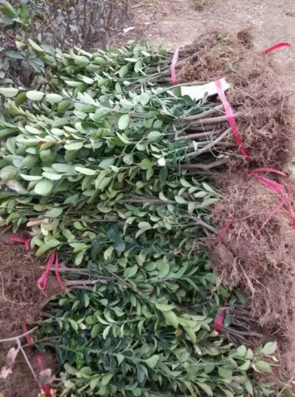 山西大葉黃楊 山西大葉黃楊