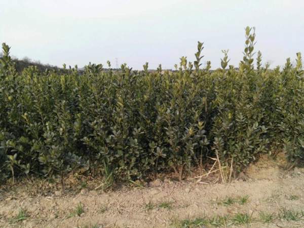 大葉黃楊苗 大葉黃楊苗