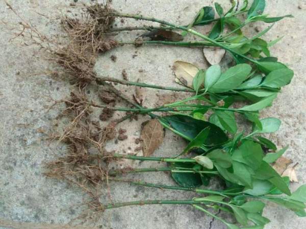 大葉黃楊小苗移栽 大葉黃楊小苗移栽