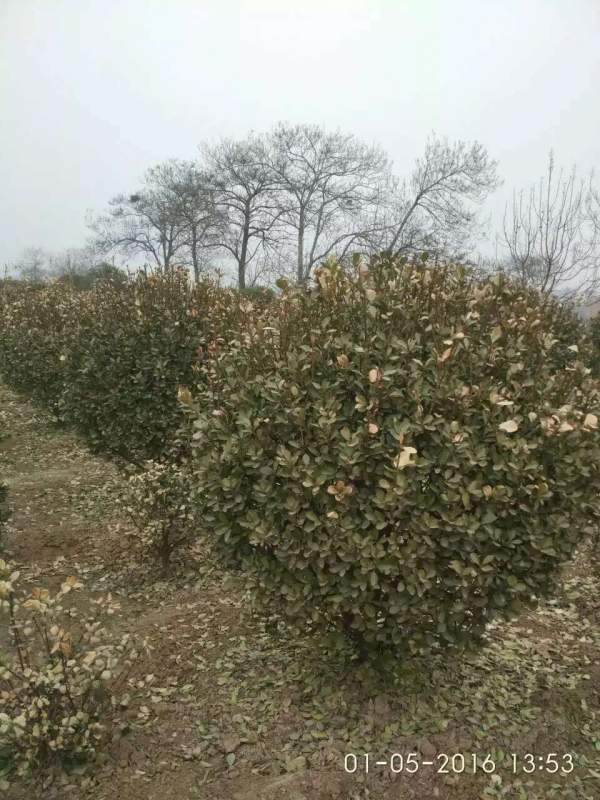 冬天凍死的大葉黃楊球 冬天凍死的大葉黃楊球