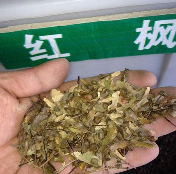 紅楓 種子 紅楓 種子