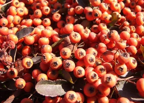 采摘下來(lái)的火棘果 采摘下來(lái)的火棘果