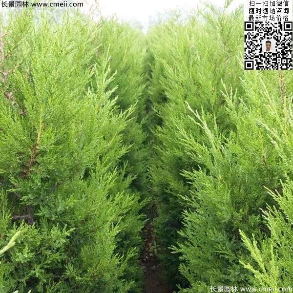 高度50公分60公分70公分蜀檜大量批發(fā)供應(yīng) 高度50公分60公分70公分蜀檜大量批發(fā)供應(yīng)