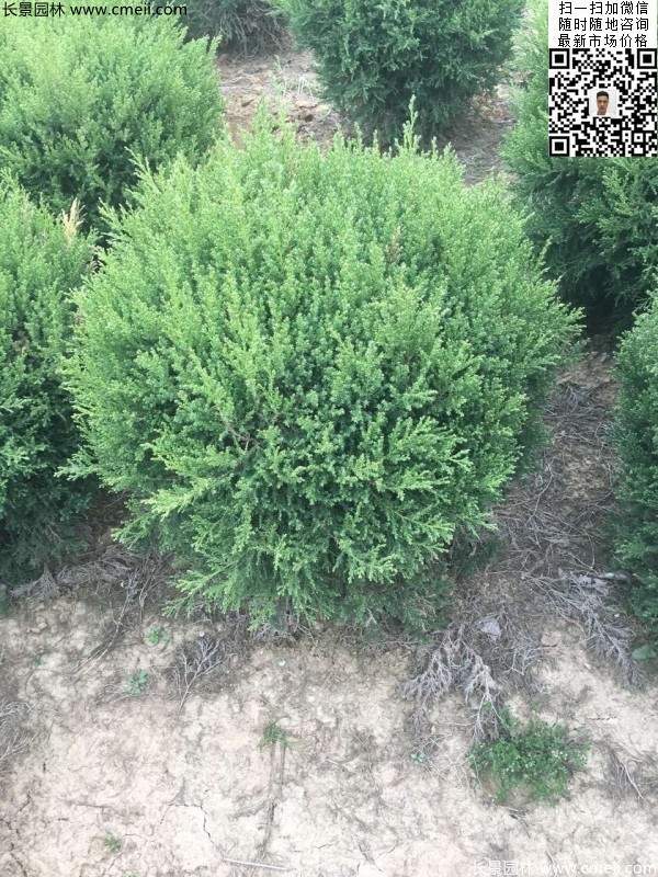 冠幅80公分1米1.2米1.5米塔柏球大量銷售現(xiàn)場(chǎng)圖片 冠幅80公分1米1.2米1.5米塔柏球大量銷售現(xiàn)場(chǎng)圖片