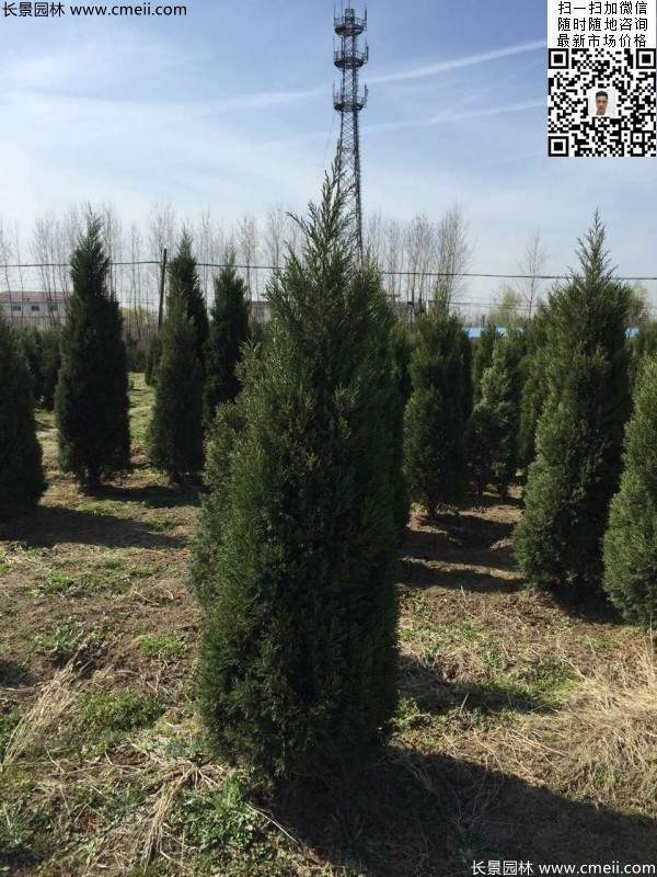 高度2.5米2.8米3米塔柏起苗現場圖片 高度2.5米2.8米3米塔柏起苗現場圖片