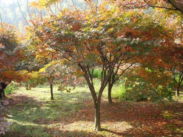 紅楓作衫，白楊為裙，美的傾國傾城！