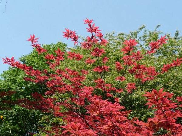 紅楓作衫，白楊為裙，美的傾國傾城！