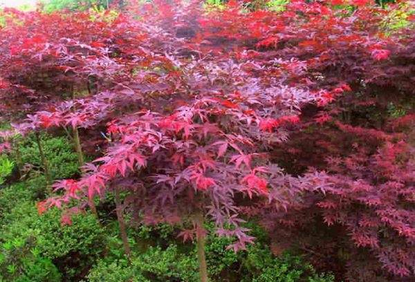 紅楓作衫，白楊為裙，美的傾國傾城！