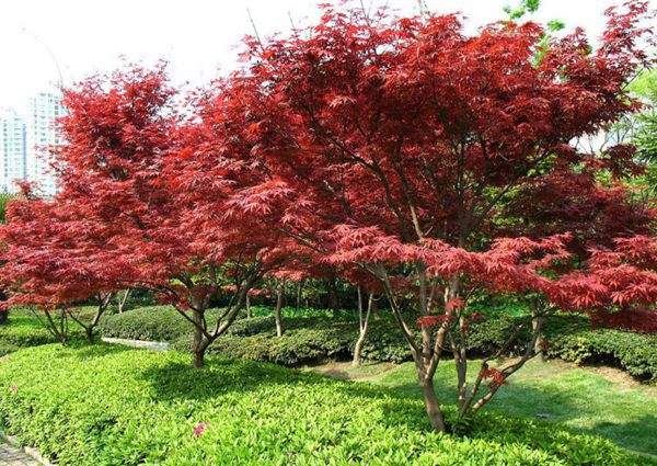 紅楓作衫，白楊為裙，美的傾國傾城！