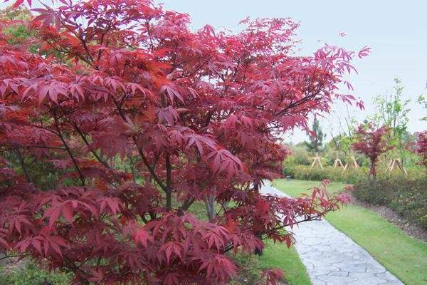 紅楓作衫，白楊為裙，美的傾國傾城！