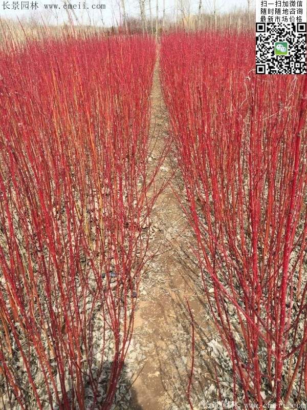 紅瑞木基地 紅瑞木基地