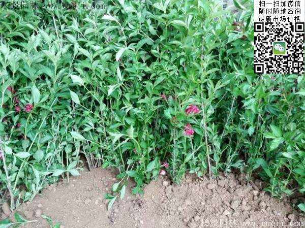 紅王子錦帶苗 紅王子錦帶苗