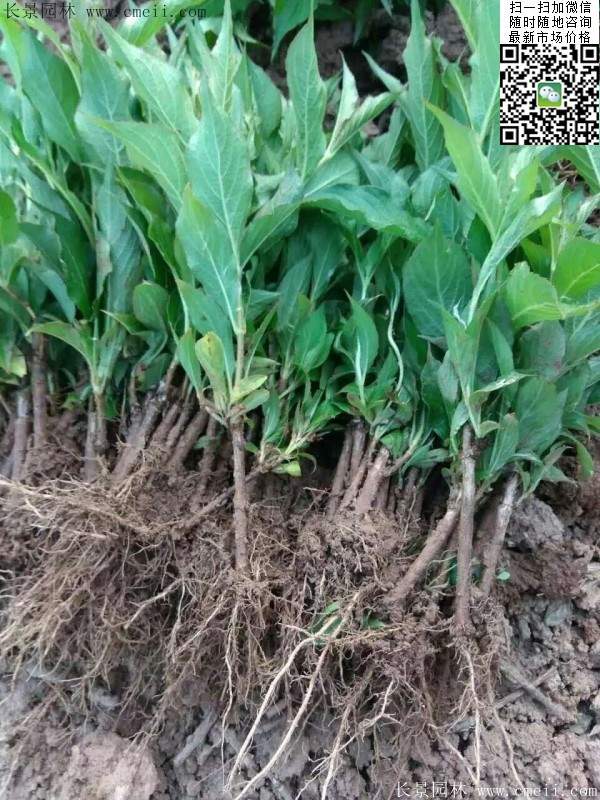 紅王子錦帶苗 紅王子錦帶苗