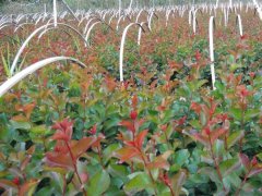 現在紫薇基地的紫薇樹多少錢一顆？