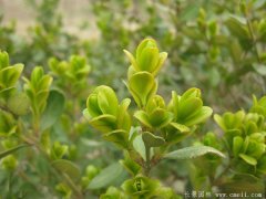 專家分析2016年下半年小葉黃楊多少錢一株？