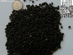 2016最新小葉女貞種子價格多少錢一斤？