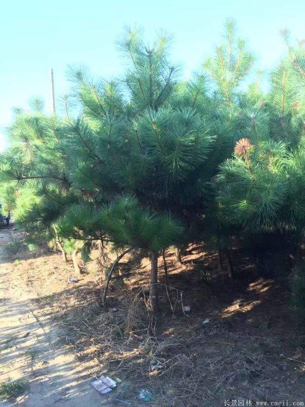 2016沭陽黑松樹的規(guī)格 2016沭陽黑松樹的規(guī)格