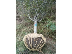 哪里的垂絲海棠苗價格比較低？