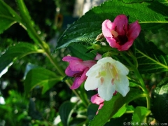 市場上紅王子錦帶小苗多少錢一棵？