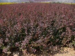 苗圃直銷紅葉小檗球質優價廉