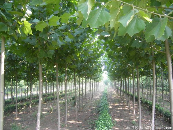 梧桐樹圖片梧桐樹苗木基地實拍 梧桐樹圖片梧桐樹苗木基地實拍