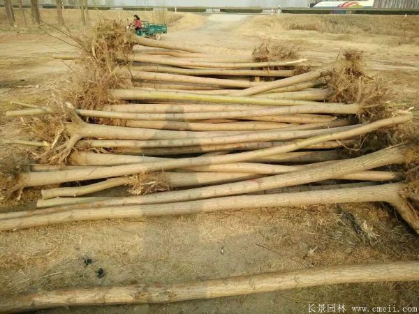 垂柳圖片垂柳基地實(shí)拍 垂柳圖片垂柳基地實(shí)拍