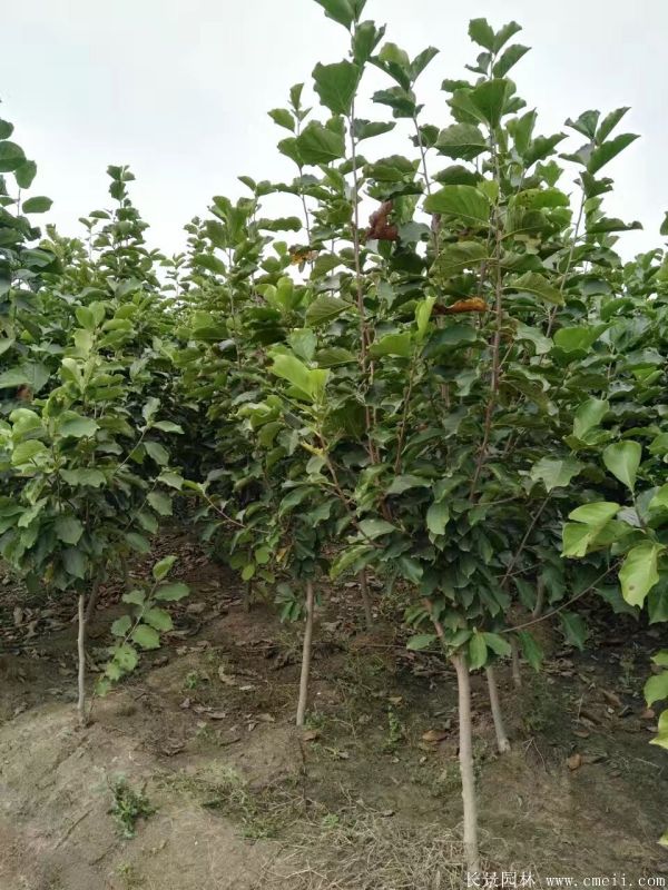 紅玉蘭圖片紅玉蘭基地實拍