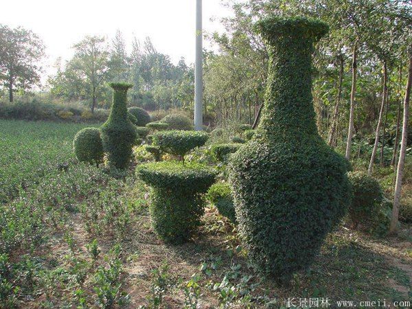 小葉女貞造型樹圖片基地實拍 小葉女貞造型樹圖片基地實拍