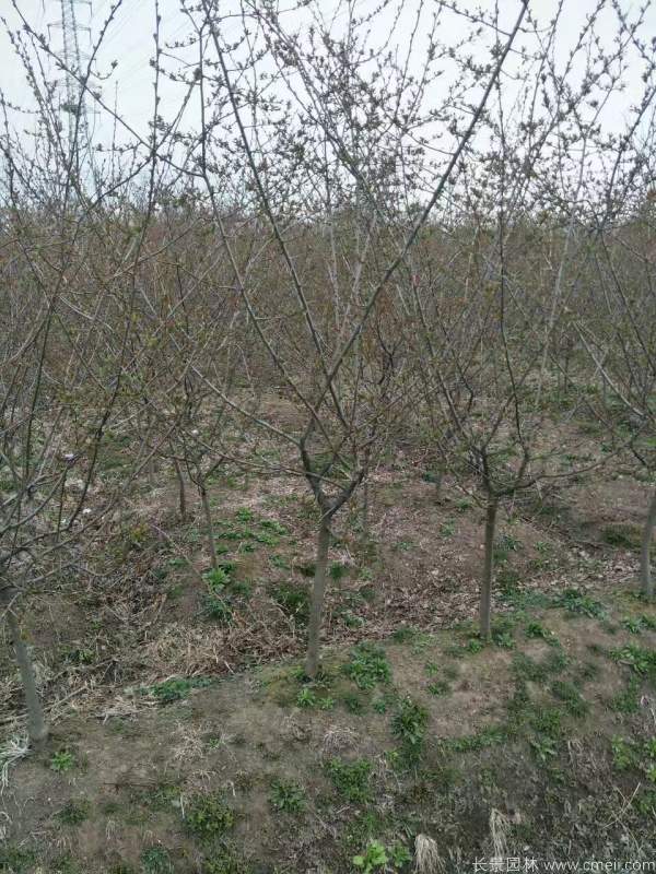 垂絲海棠圖片基地實(shí)拍 垂絲海棠圖片基地實(shí)拍