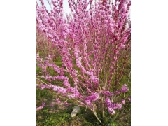 2米叢生紫荊價格哪里低？