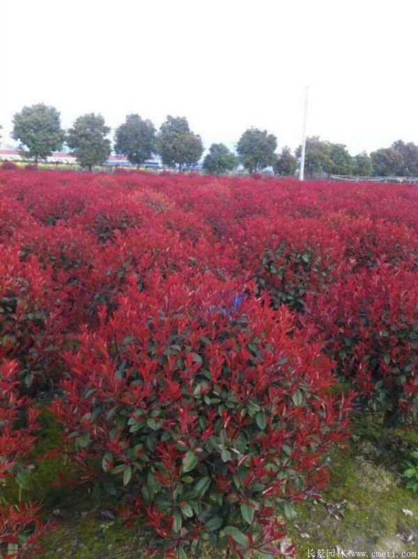 紅葉石楠圖片基地實拍