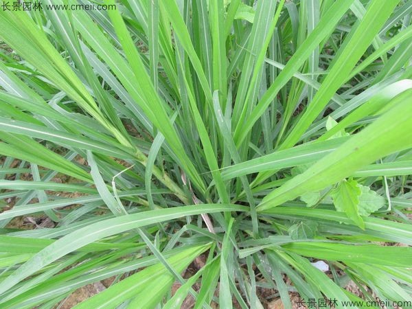 高產牧草皇竹草圖片 高產牧草皇竹草圖片