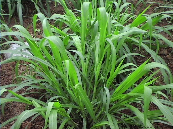 高產牧草皇竹草圖片 高產牧草皇竹草圖片