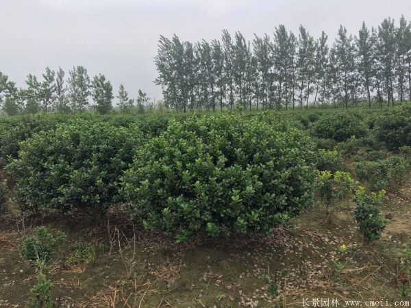 枸骨球圖片基地實(shí)拍 枸骨球圖片基地實(shí)拍