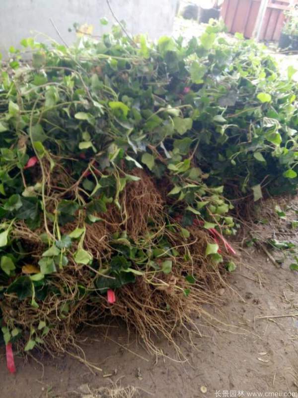 常春藤苗圖片基地實拍