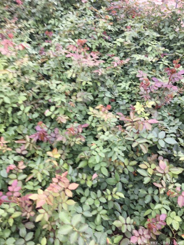 微型月季圖片基地實(shí)拍 微型月季圖片基地實(shí)拍