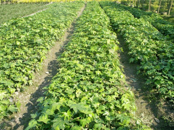 八角金盤(pán)種子發(fā)芽出苗圖片