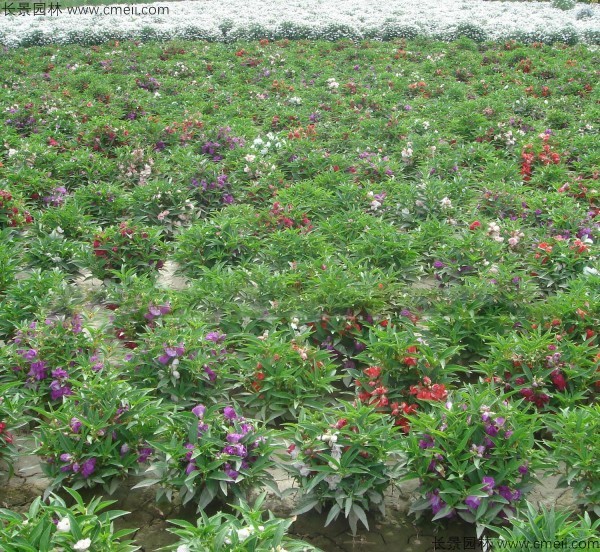 鳳仙花種子發芽出苗開花圖片